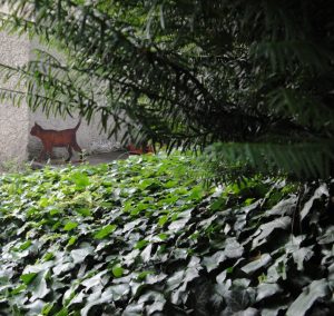 Real-size cat figure in the garden of Huttenstrasse 9, Zurich, where Erwin Schrödinger lived 1921–1926. Depending on the light conditions, the cat appears either alive or dead.