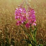 A wildflower