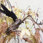 A bird corpse caught in a bush