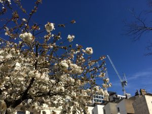 Cherry blossom in front of the Royal Sussex Hospital