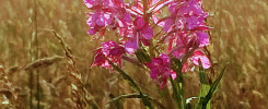 A wildflower