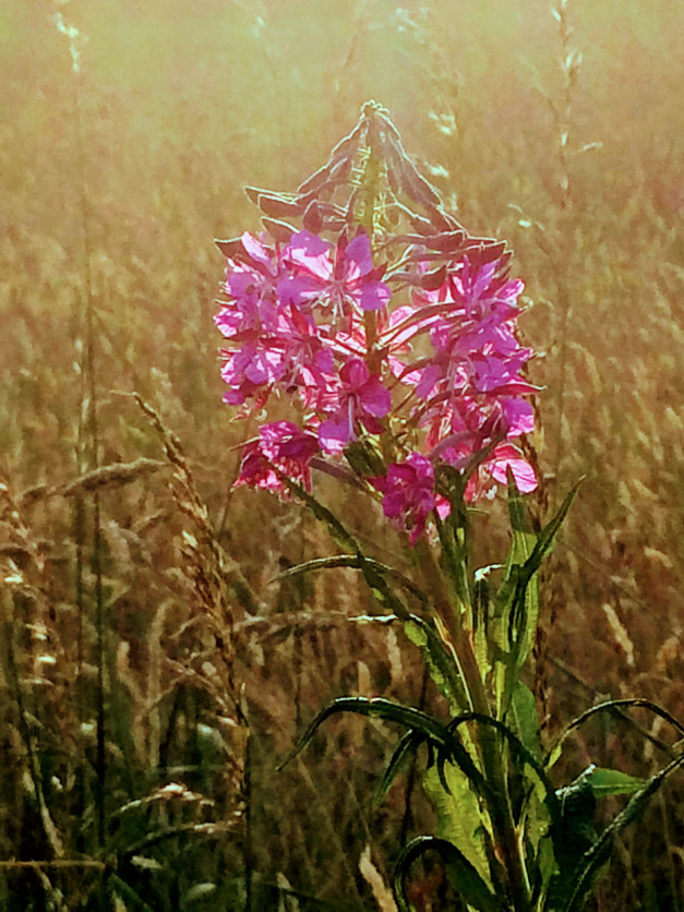 A wildflower