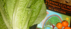 organic lettuce and oranges grown on a permaculture farm in the West Bank