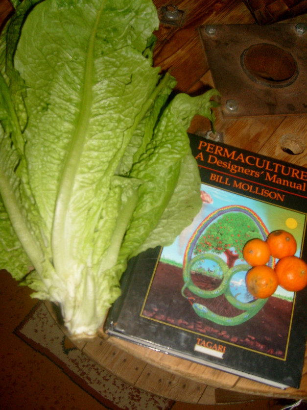 organic lettuce and oranges grown on a permaculture farm in the West Bank