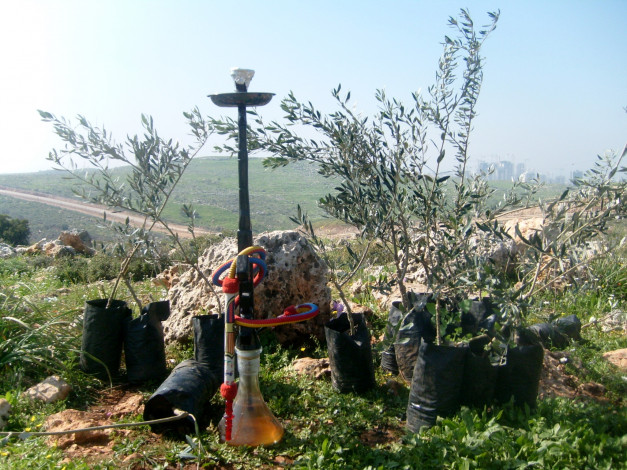a hubbly bubbly and an olive tree sapling, on the hills of the West Bank