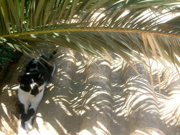 a cat lying in the shadow of a palm frond on a corrogated roof